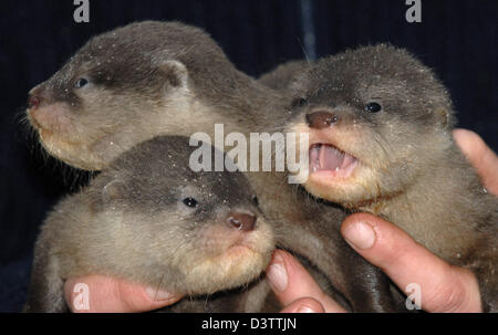 The picture shows three 5-week-old Asian small-clawed otters in the zoo in Neumuenster, Germany, Monday, 13 November 2006. The zoo specialised on the breed of these otters and raised 60 otters in 15 years. Photo: Wulf Pfeiffer Stock Photo