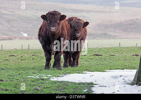 Luing cattle.Bulls. Scottish Borders.Scotland Stock Photo