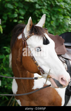 Paint horse head shot, close up portraitof a blue eyed white faced ...