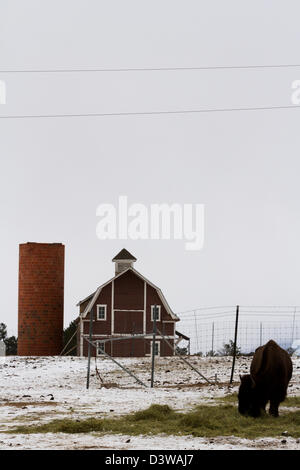 American Bison Buffalo at an Open Fence Gate Stock Photo - Alamy