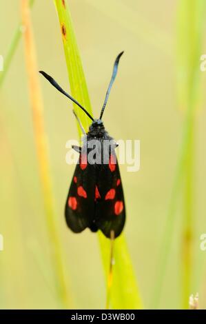 Five spot Burnet moth near Beadnell Beach, Northumberland Stock Photo