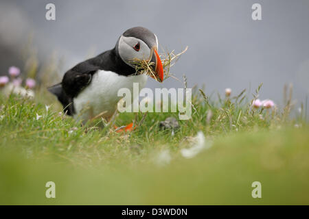 Atlantic Puffin with nest material in his beak Stock Photo