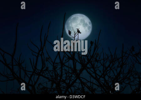 Group of crows sitting on a branch against a full moon. Halloween theme Stock Photo