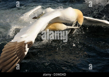 Two Northern Gannets fighting over fish. Stock Photo