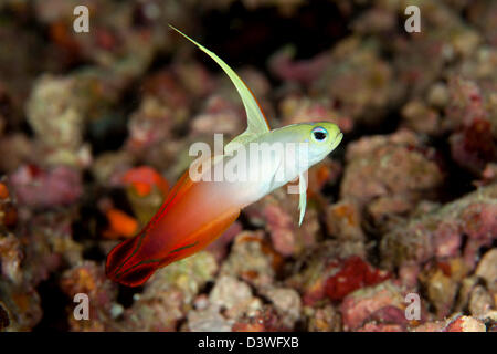 Red Fire Dartfish Goby, Nemateleotris magnifica, Ari Atoll, Maldives Stock Photo