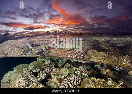 Coral Reef at Sunset, Acropora sp., Ari Atoll, Maldives