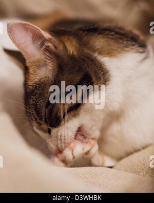 A young cat washes itself Stock Photo