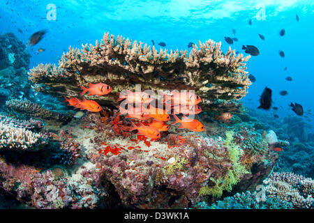 Shoal of Immaculate Soldierfish, Myripristis vittata, Ari Atoll, Maldives Stock Photo