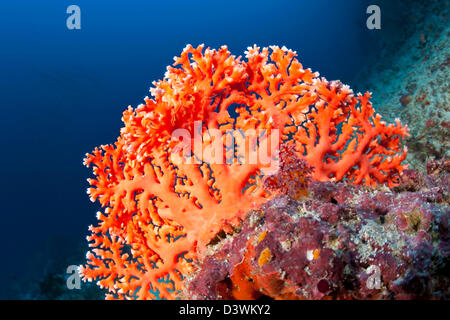 Red Lace Coral, Distichopora sp., Ari Atoll, Maldives Stock Photo