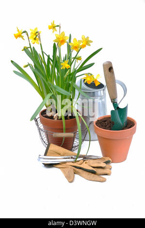 Potted daffodils with garden tools on white background Stock Photo