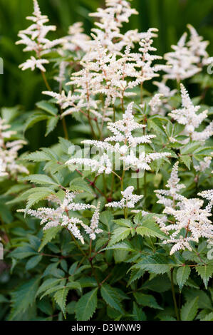 ASTILBE DEUTSCHLAND Stock Photo