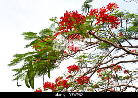 FLAMBOYANT FLOWERS AND GREEN SEED PODS ON THE TREE [DELONIX REGIA] Stock Photo