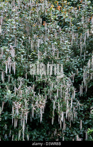 GARRYA ELLIPTICA Stock Photo