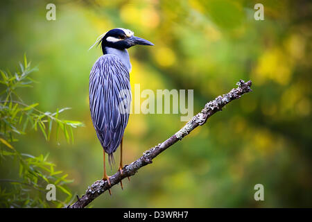 A Yellow Crowned Night Heron perched on a branch Stock Photo