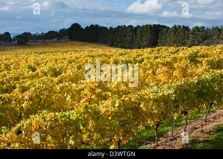 Vineyard in autumn, near Bungendore.  Canberra, Australian Capital Territory (ACT), Australia Stock Photo
