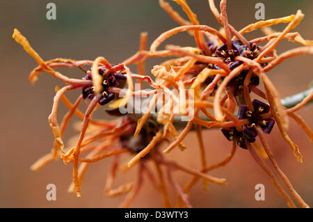 HAMAMELIS X INTERMEDIA APHRODITE Stock Photo