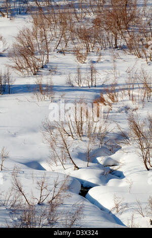 Willows and aspens on the snow covered floor of Little Cottonwood Canyon in the Wasatch Mountains near Salt Lake City Utah Stock Photo