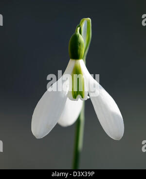 galanthus merlin snowdrop snowdrops winter closeup plant portraits white green markings flowers blooms bloom flower spring bulb Stock Photo
