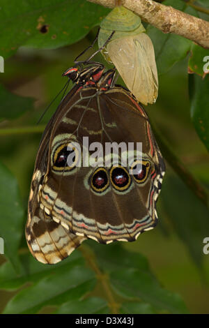 Blue Morpho (Morpho peleides) , tropical rainforest, Costa Rica, adult emerging-emerged from chrysalis Stock Photo