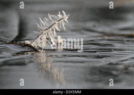 Hoar frost and ice covering the vegetation after a cold night. Photographed in Frederikshaab Plantation, Denmark Stock Photo