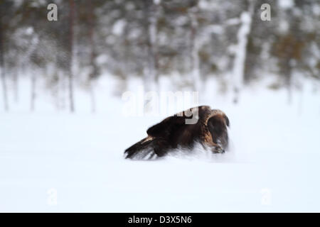 Golden Eagle (Aquila chrysaetos) flying through the snow. Photographed in Västerbotten, Sweden Stock Photo