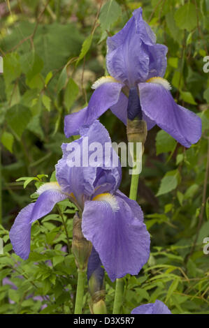 Iris germanica 'Blue Rhythm' a tall bearded variety. Stock Photo