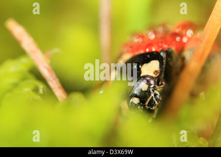 Seven-spot Ladybird (Coccinella septempunctata) closeup. The insect is resting low in the vegetation Stock Photo