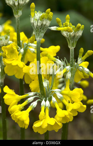 Primula prolifera an evergreen candelabra primula. AGM. Stock Photo