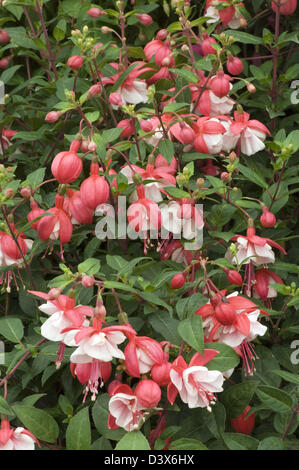 Fuchsia 'Brookwood Belle' Stock Photo - Alamy