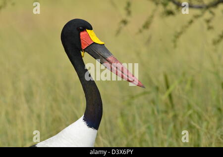 Photos of Africa, Saddle-billed Stork head facing camera Stock Photo