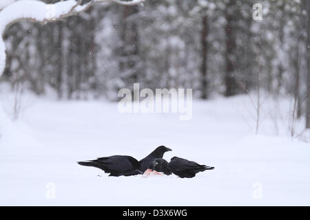 Common Raven (Corvus corax) feeding on carrion in the snow. Photographed in Västerbotten, Sweden. Stock Photo