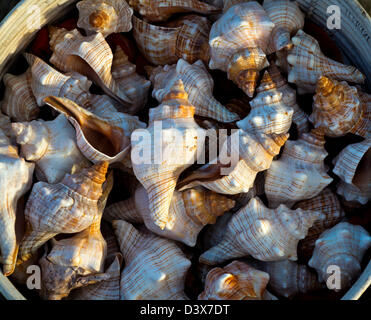 Close up view of sea shells for sale in a bucket Llandudno Conwy North Wales UK Stock Photo