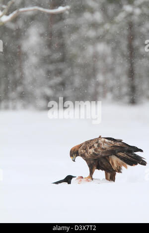 Golden Eagle (Aquila chrysaetos) feeding on carrion half-burried in the snow. Photographed in Västerbotten, Sweden Stock Photo