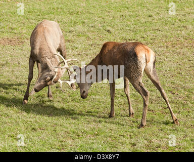 Two stags interlocking antlers in a fight Stock Photo
