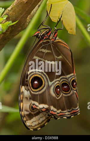 Blue Morpho (Morpho peleides) , tropical rainforest, Costa Rica, adult emerging-emerged from chrysalis Stock Photo