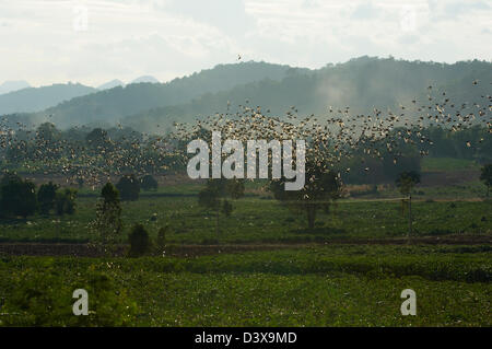 wrinkled lipped bats at dusk Stock Photo