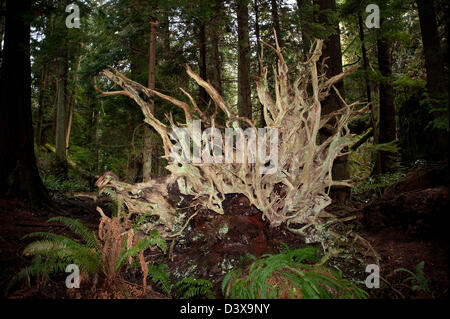 Roots from uprooted tree in forest. Stock Photo