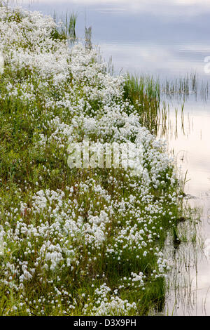 Alaska Cotton Grass (Eriophorum brachyantherm) grows along a tundra lake in the western section of Denali National Park, Alaska Stock Photo