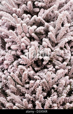 Flocked Christmas Tree with multi colors. Stock Photo