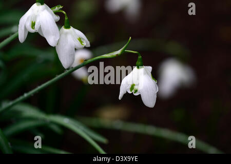 galanthus desdemona snowdrop snowdrops winter closeup plant portraits white green markings flowers blooms bloom flower spring Stock Photo
