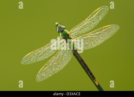 Green darner dragonfly (Anax junius) in the morning full of dew drops on green background. Stock Photo