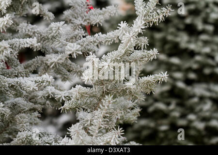 Flocked Christmas Tree with multi colors. Stock Photo