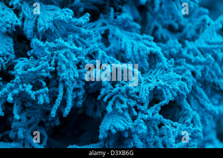 Flocked Christmas Tree with multi colors. Stock Photo