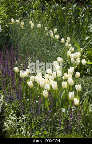 Effective use one colour Tulips in drift increasing width Chelsea 2008 on exhibit Home Group in bronze medal winning North East Stock Photo
