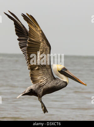Brown pelican taking off over the gulf of Mexico. Stock Photo