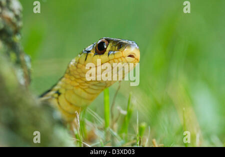 Common garter snake (Thamnophis sirtalis) portrait Stock Photo