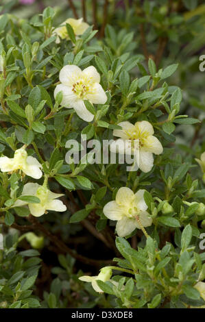 Rhododendron calostrotum subsp. keleticum 'Radicans Rock' an evergreen, dwarf shrub. Stock Photo