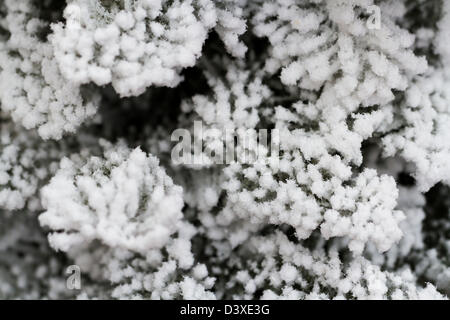 Flocked Christmas Tree with multi colors. Stock Photo