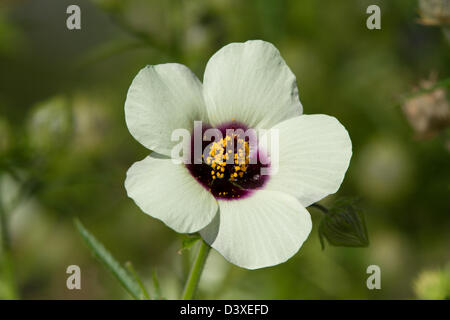 Kenaf (Hibiscus cannabinus) white flower Stock Photo