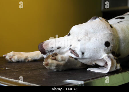 Dalmatian / Dalmatiner / Dalmatien  dog under anesthesia in veterinarian clinic Stock Photo